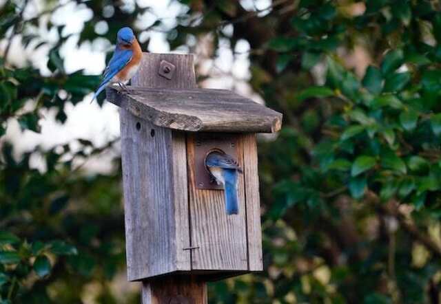 A couple of bluebirds perched on a nestbox.