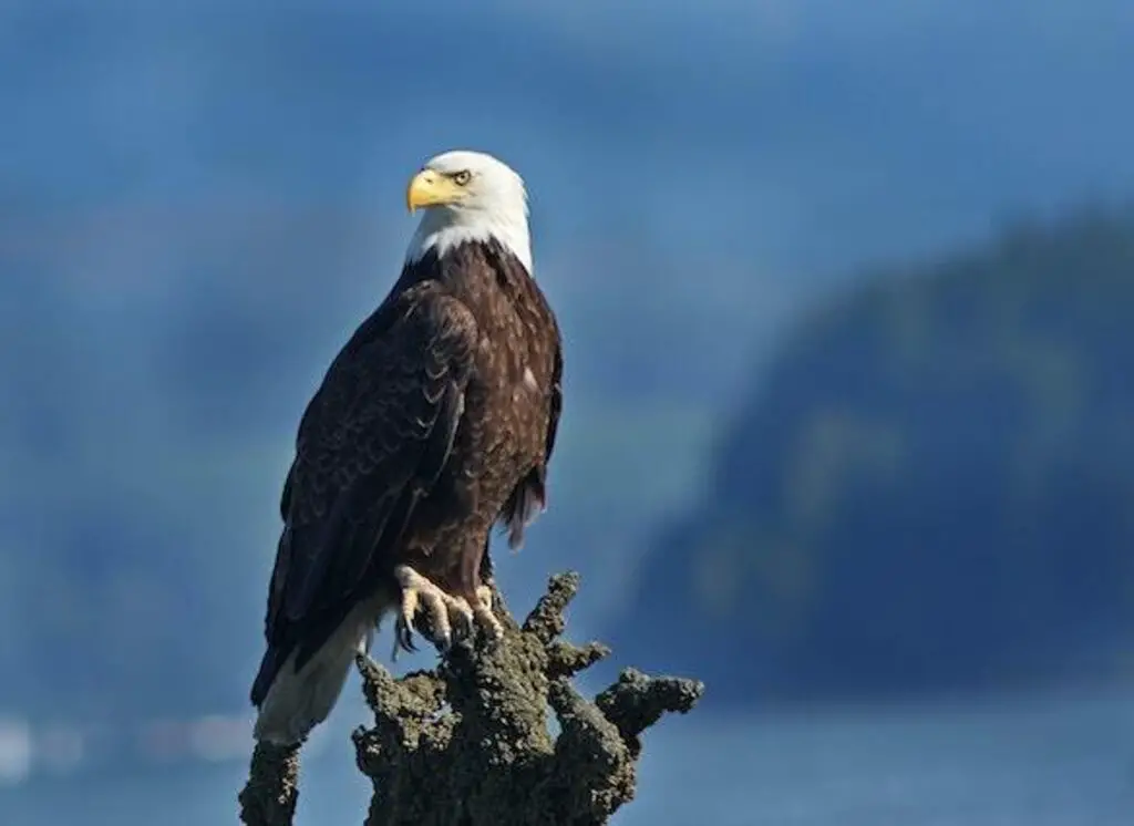A Bald Eagle perched on the top of a tree branch.