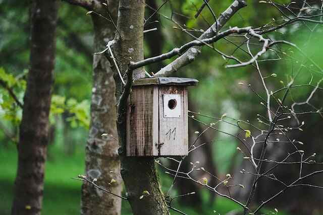 A nesting box attached to a tree.