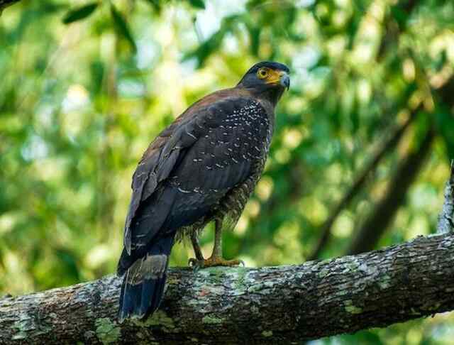 A Crested Serpent Eagle perched in a tree.