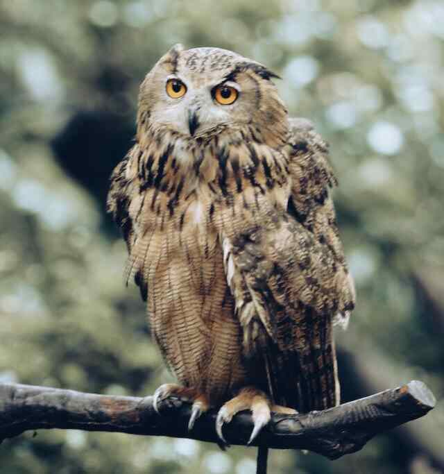 An owl perched on a branch with its talons.
