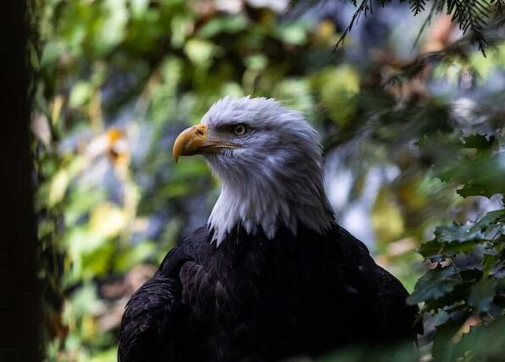A close-up shot of a Bald Eagle.