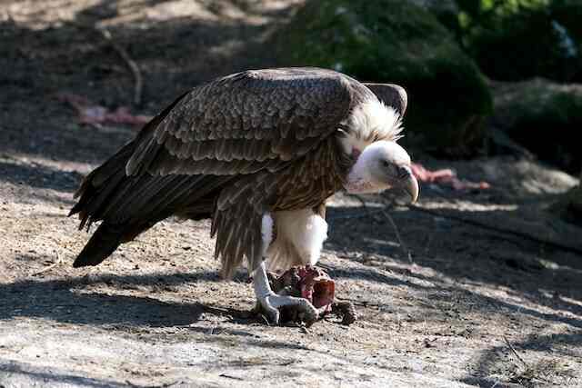 A Vulture feeding on a carcass.