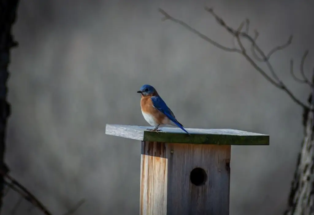 A Blue bird perched on top of a blue bird housing.