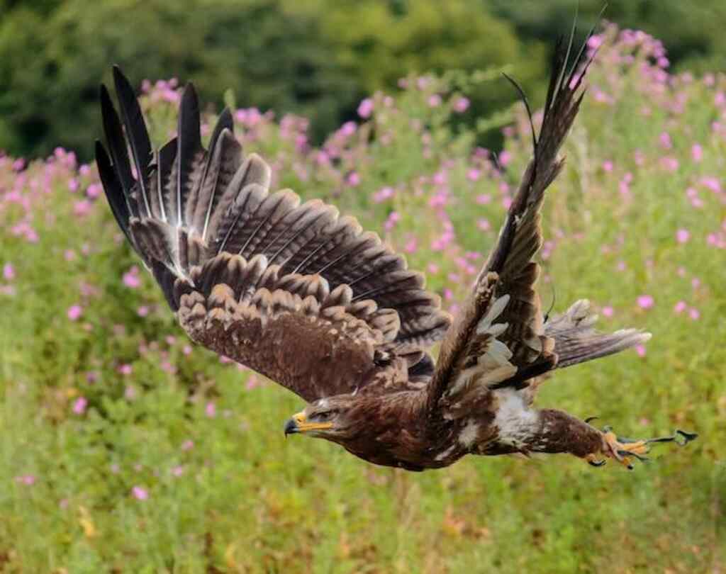 A Golden eagle chasing its prey across a field.