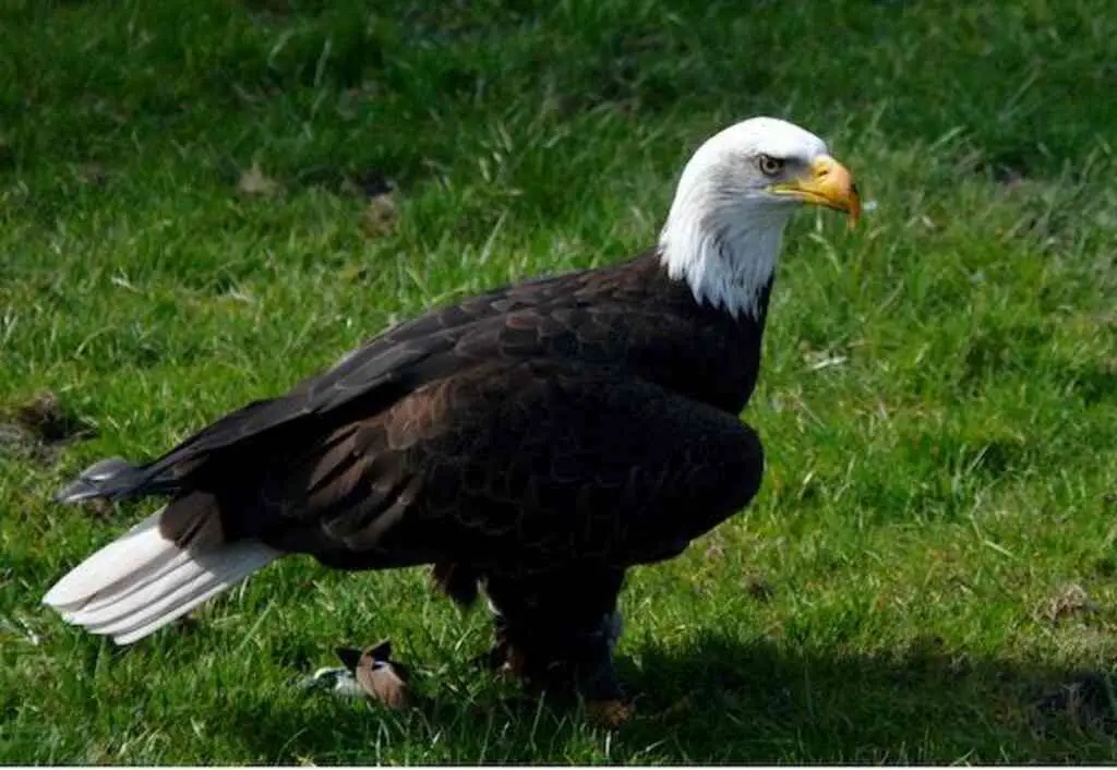 A Bald Eagle on the grass.