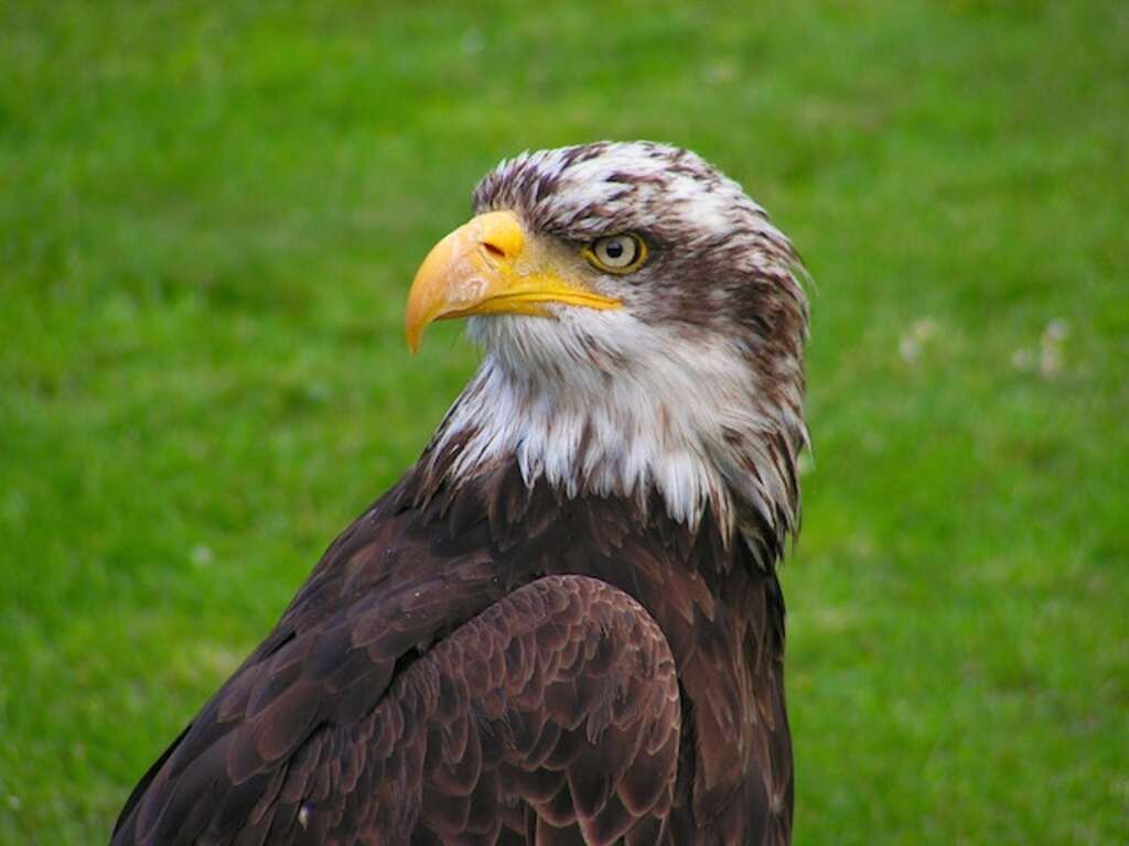 A close-up shot of an eagle standing on grass.