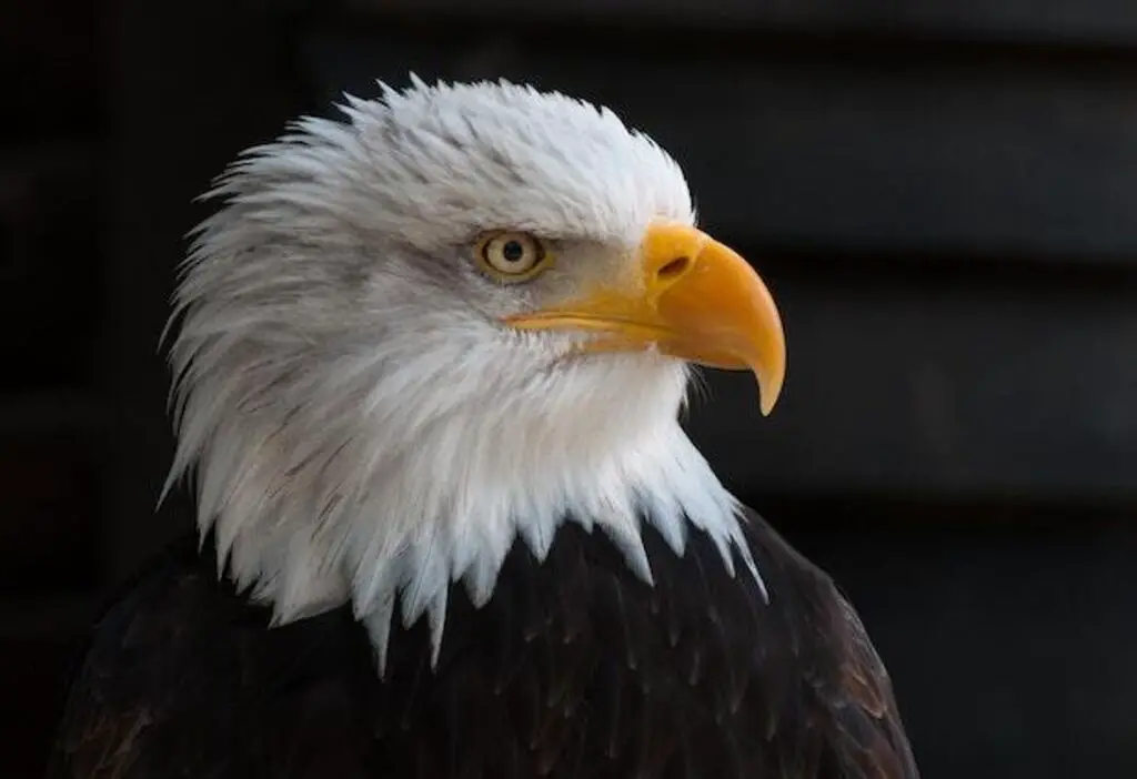 A closeup shot of a bald eagles white head.