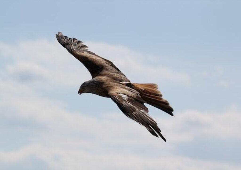 Eagle soaring in the sky.