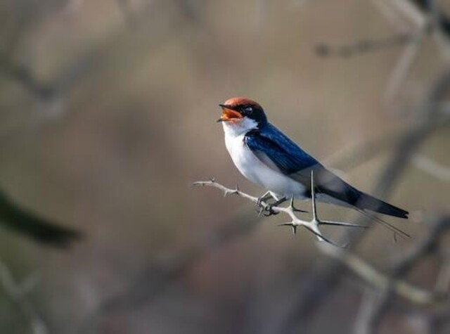 A tree swallow perched on a thin branch, singing away.