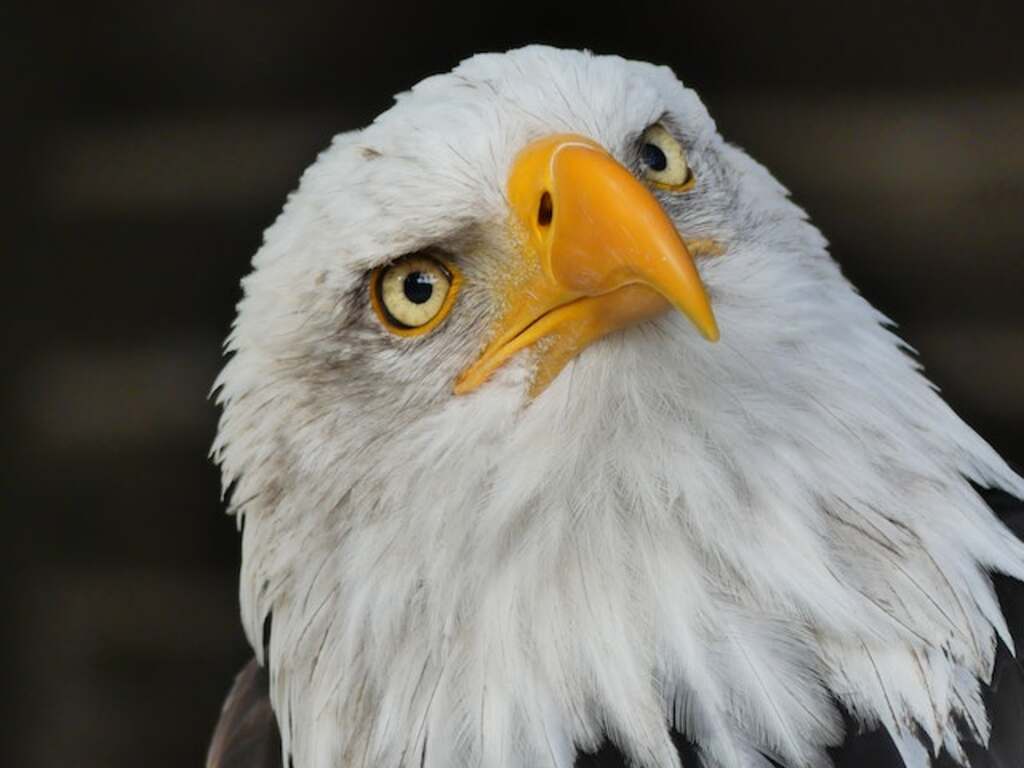 A close-up shot of a Bald Eagles head.