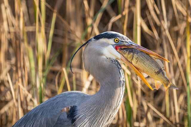A Great Blue Heron eating a fish