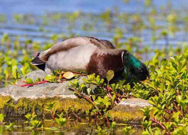 A Mallard Duck searching for snails to eat.