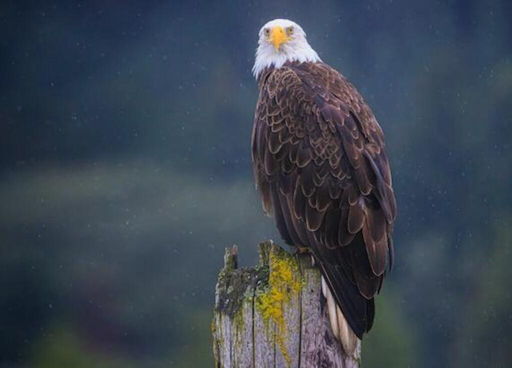 An eagle perched on a post.