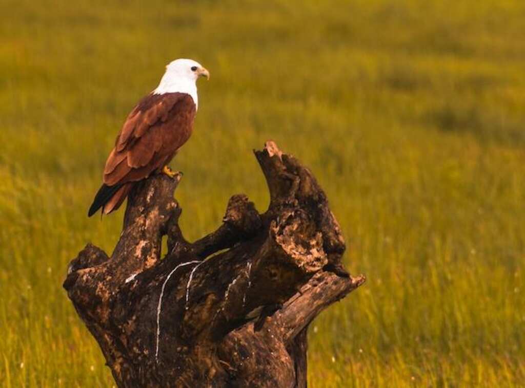 An Eagle perched on a tree stump.