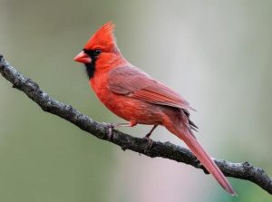 A Northern Cardinal perched on a tree branch.