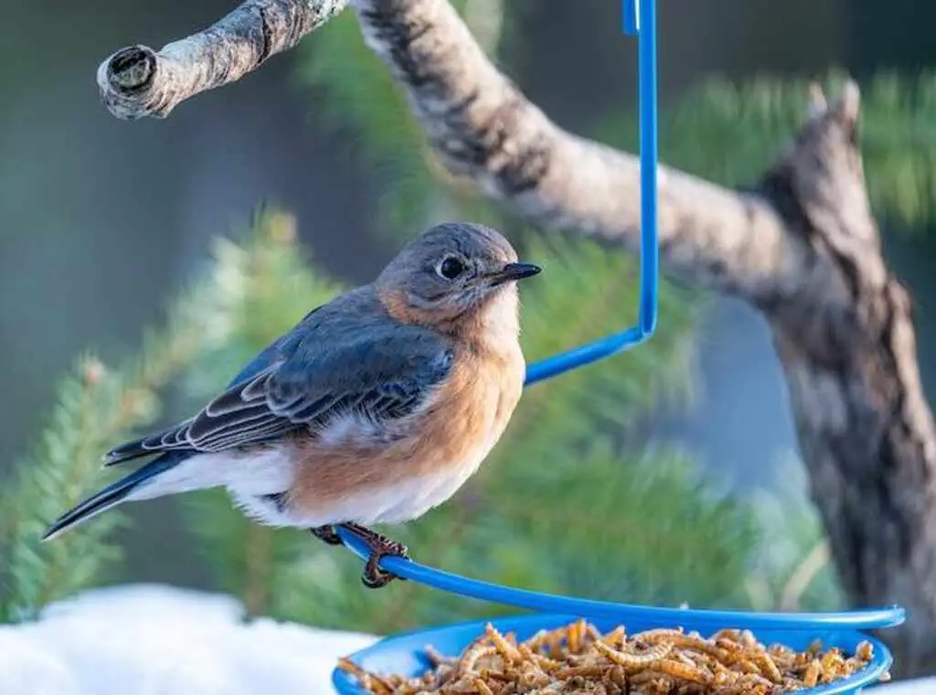 An Eastern Bluebird perched onto the side of a platform feeder with mealworms.