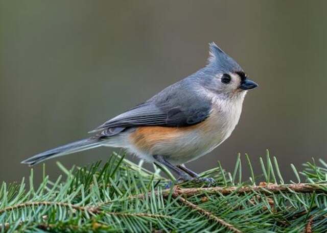 A tufted titmouse perched in a pine tree.