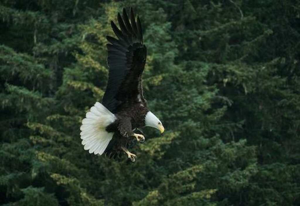 A Bald Eagle making a landing.