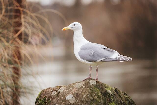 A Seagull perched on a rock.