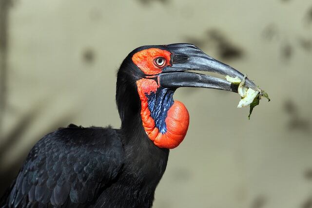 A Southern Ground Hornbill eating.
