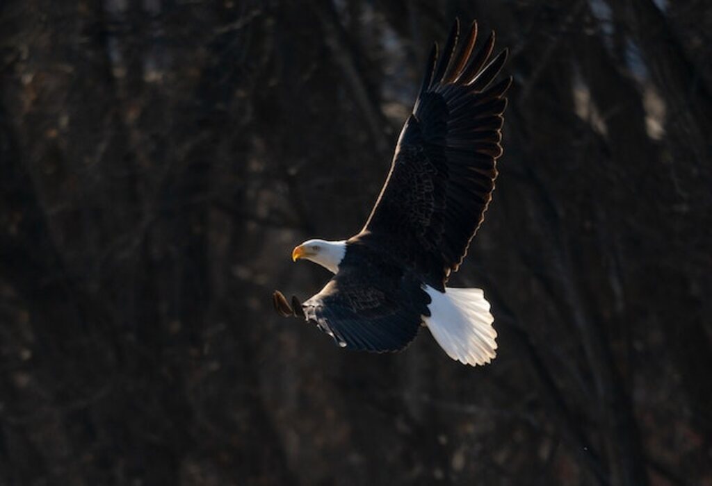 A Bald Eagle soaring.