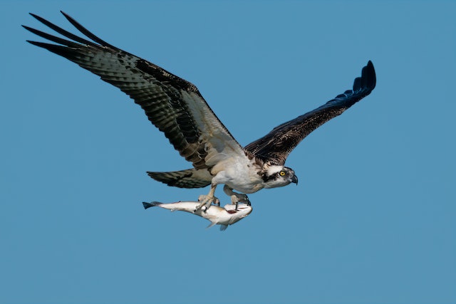 An osprey with a fish in its talons.