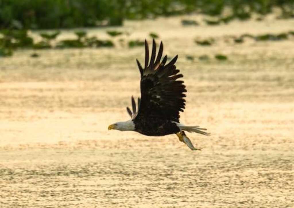 An Eagle flying over the water, with a fish in its talons.