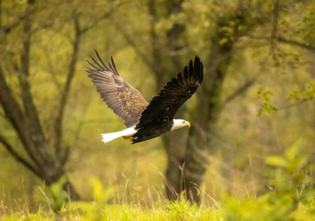 A Bald Eagle flying through a forest.