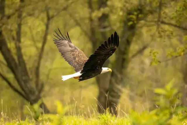 A Bald Eagle flying through a forest.