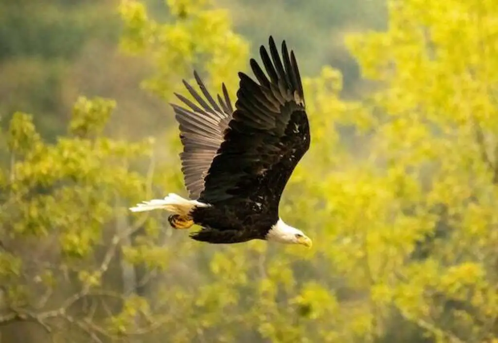 An eagle flying very fast.