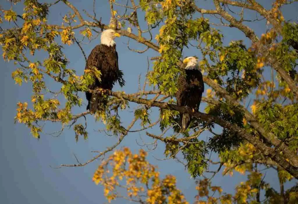 Two Eagles perched side by side on a tree branch.