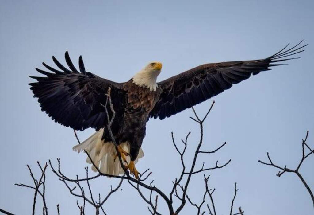 A Bald Eagle taking off from a tree.
