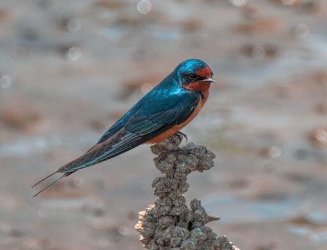 A Barn Swallow perched on a rock.