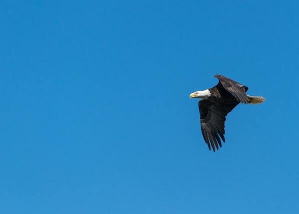 A Bald Eagle in flight.