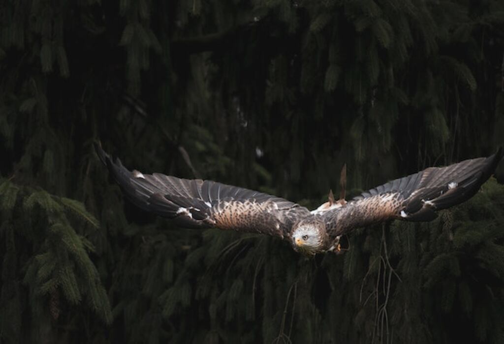 An eagle soaring through the air.