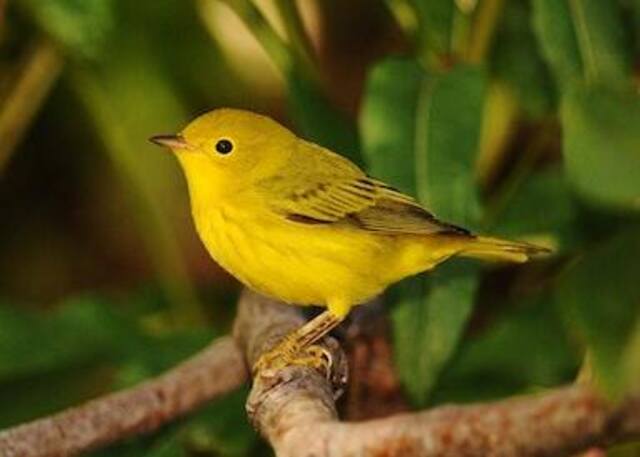 A Yellow Warbler perched on a tree branch.
