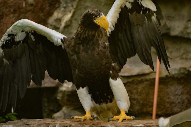 A Steller’s Sea Eagle with its wings stretched out.
