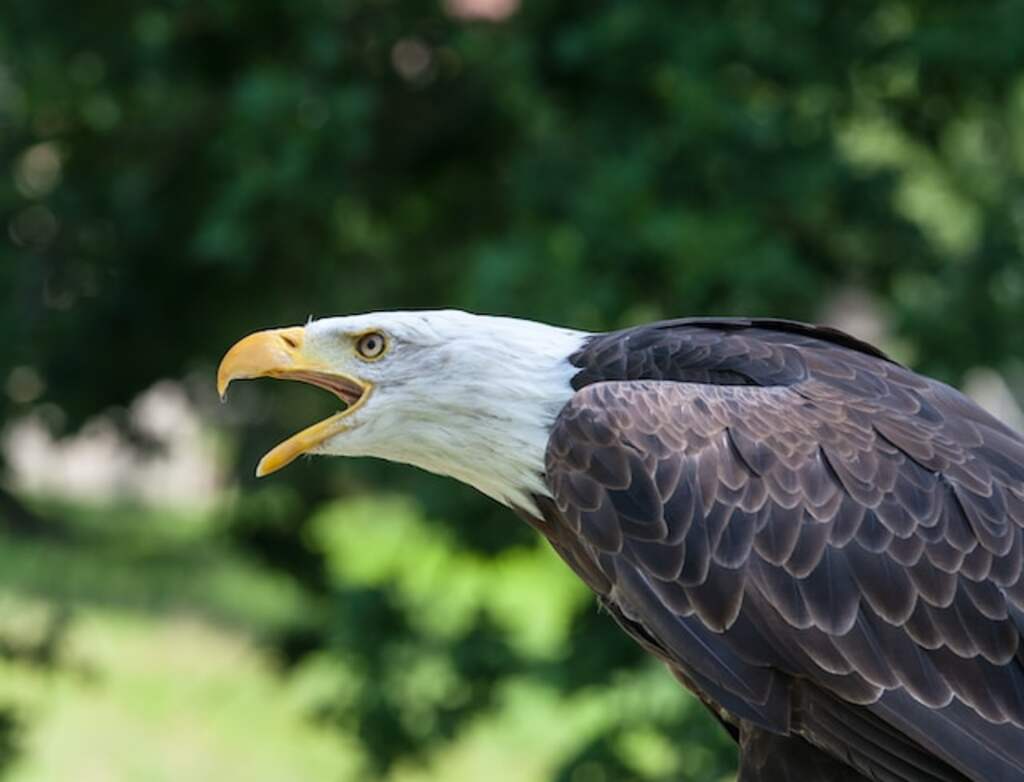 An angry Bald eagle screeching.