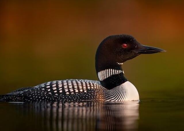 A Common Loon floating in the water,