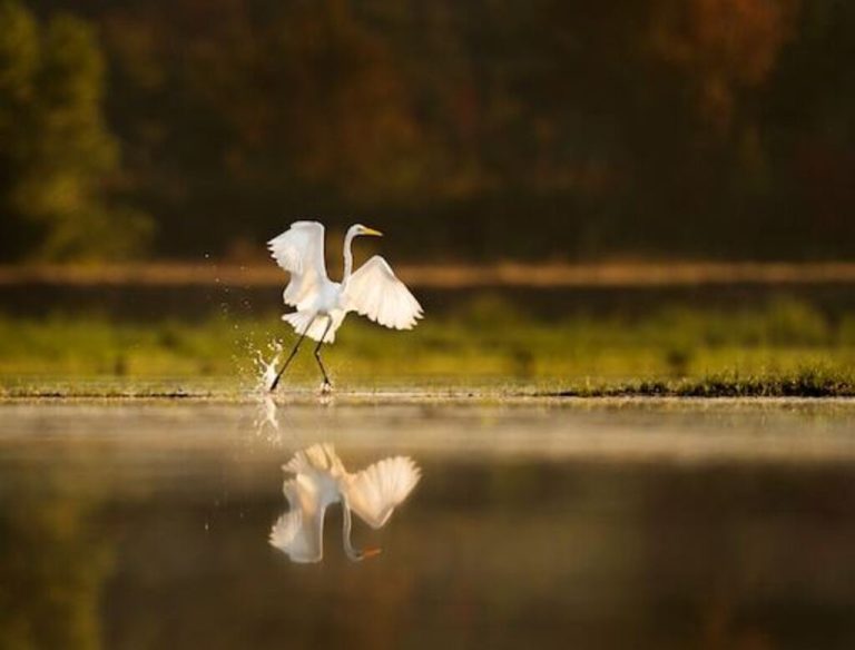 Can Birds Fly Without Feathers? Get The Surprising Truth! | Learn Bird