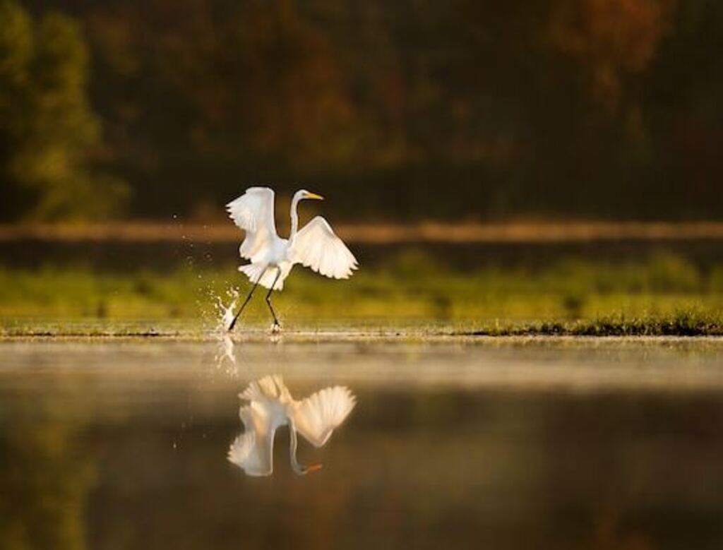 A Great Egret flapping its wings for a takeoff from shallow water.