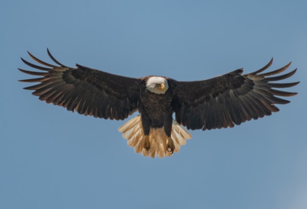 A Bald Eagle soaring in the sky looking for prey.