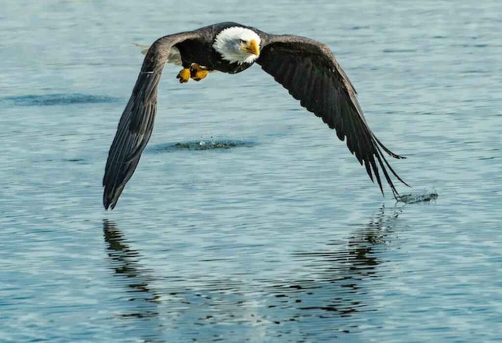 A Bald Eagle flying low over water.