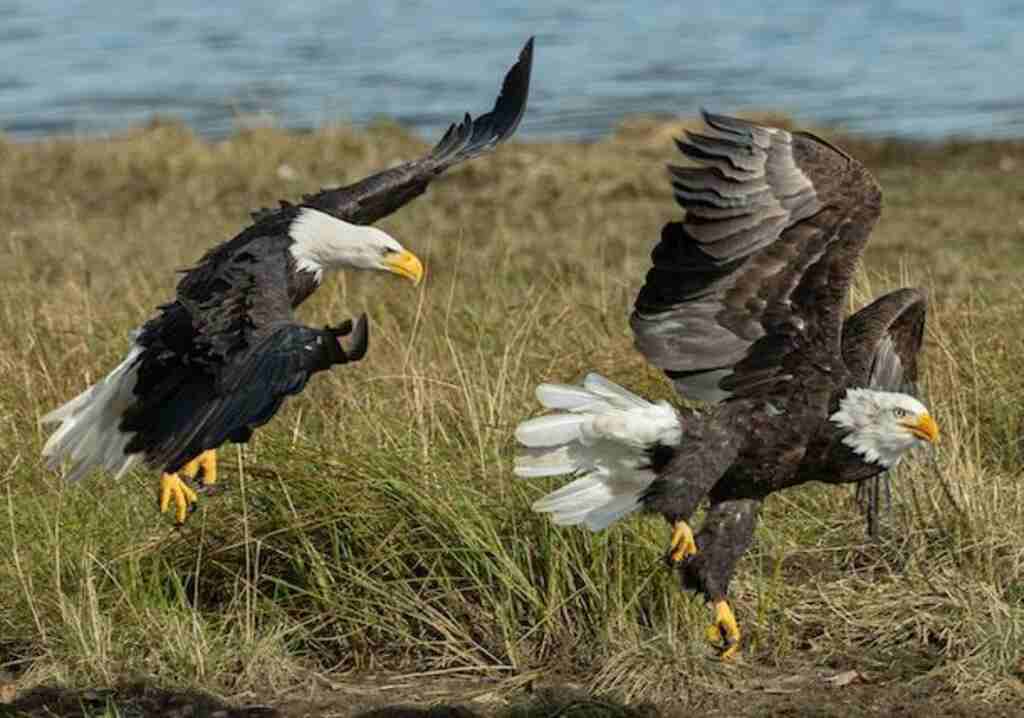 An eagle attacking another eagle.