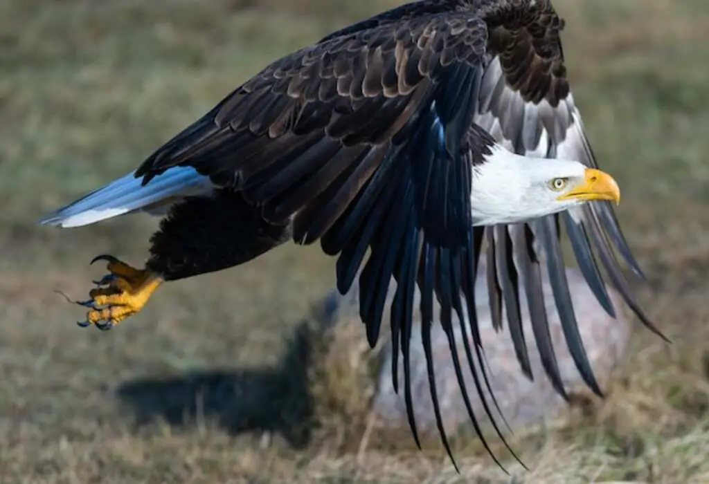 A Bald Eagle taking flight.