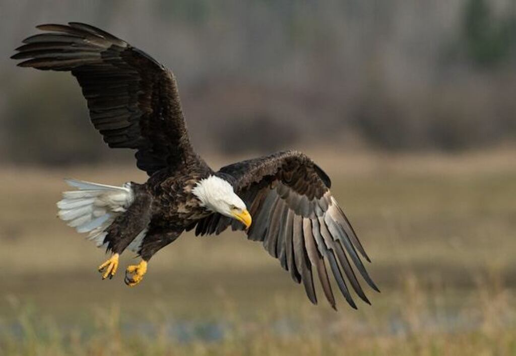 A Bald Eagle about to attack.