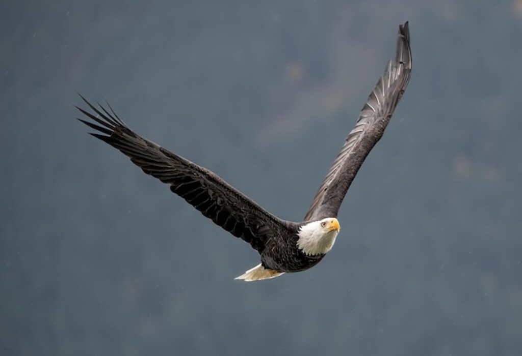 A Bald Eagle soaring through the sky.