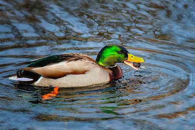 A Mallard Duck swimming with a snail in its mouth.
