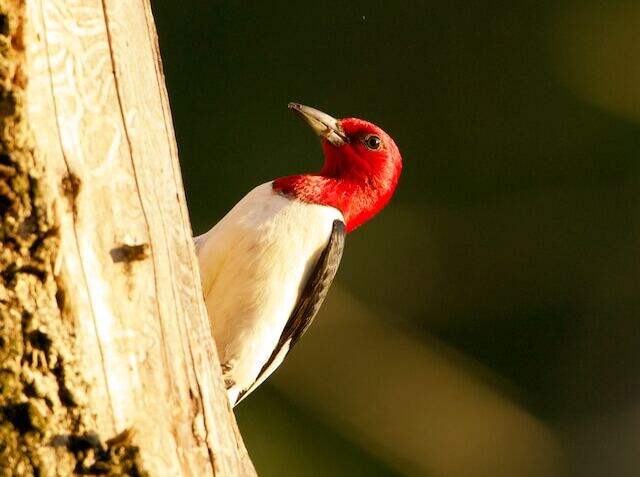 A Red-headed woodpecker drumming.